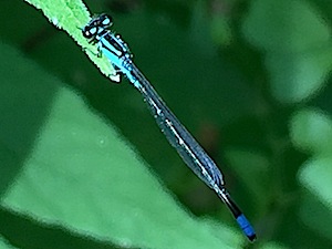 Skimming Bluet- Enallagma geminatum